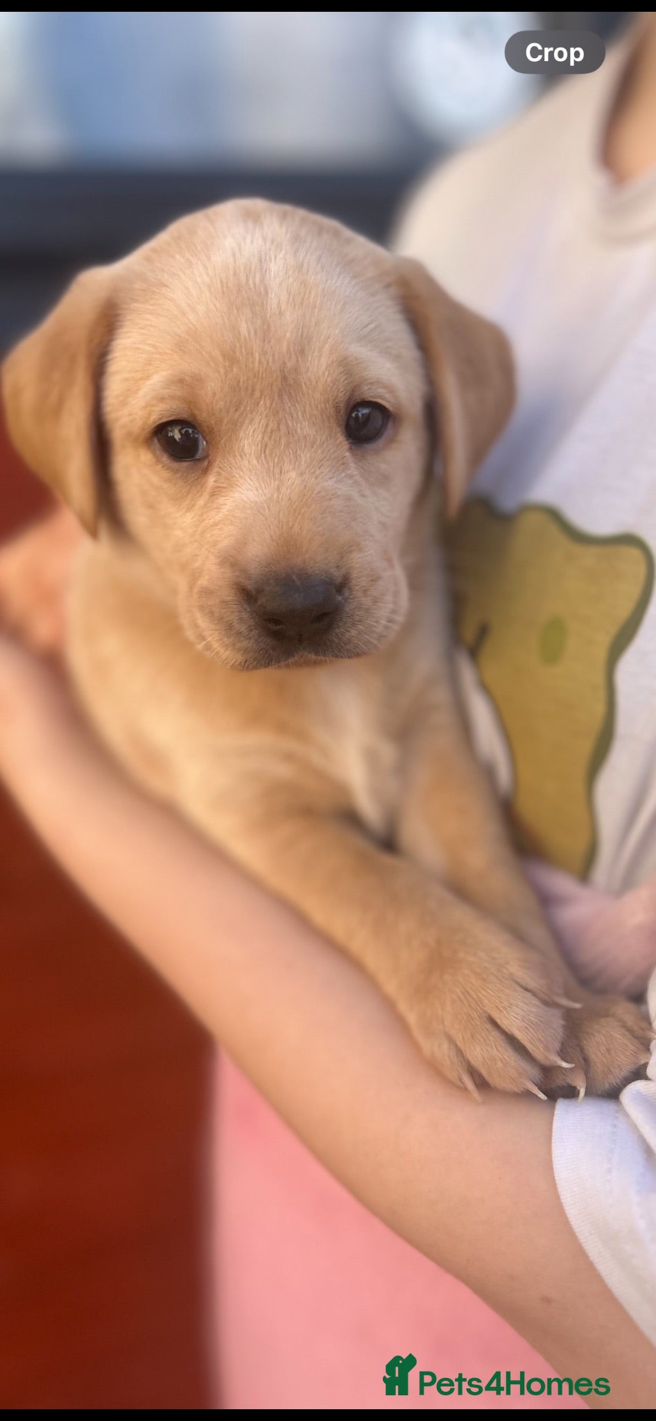 Labrador Retriever dogs Gorgeous Labrador puppies  - Advert 2
