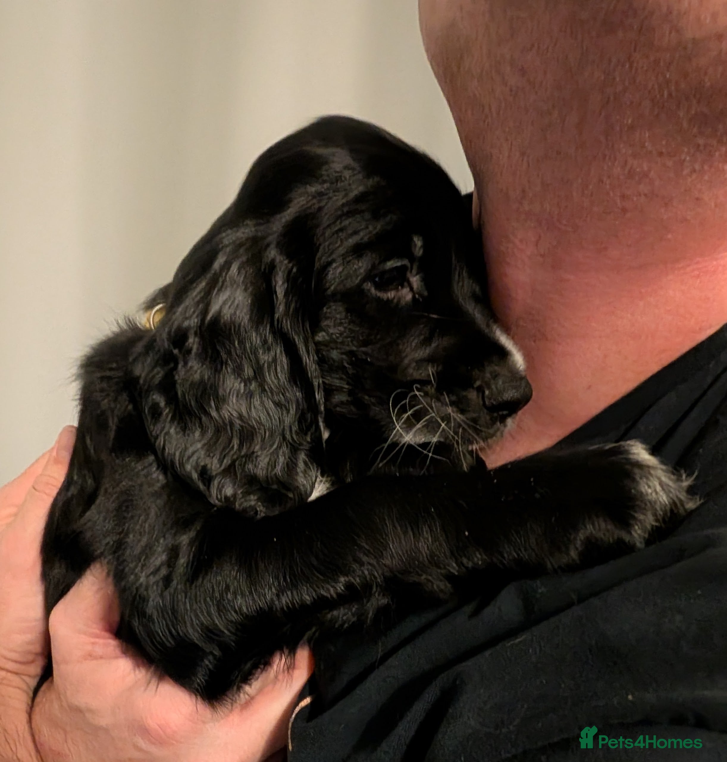 Sprocker dogs Ready to leave now! Sprocker Spaniel Pups! - Advert 6