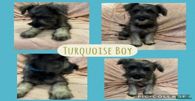 Miniature Schnauzer dogs REDUCED- only 2 boys&1girl- Mini Schnauzer Puppies - Advert 3