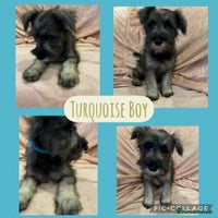 Miniature Schnauzer dogs REDUCED- only 2 boys&1girl- Mini Schnauzer Puppies - Advert 3