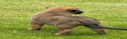 Mixed Breed dogs for sale: Belgium shepherd x German Shpherd - Advert 8