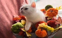 British Shorthair cats for sale: Two stunning sisters READY NOW - Image 11