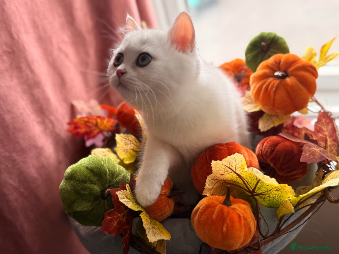 British Shorthair cats for sale: Two stunning sisters READY NOW - Image 11