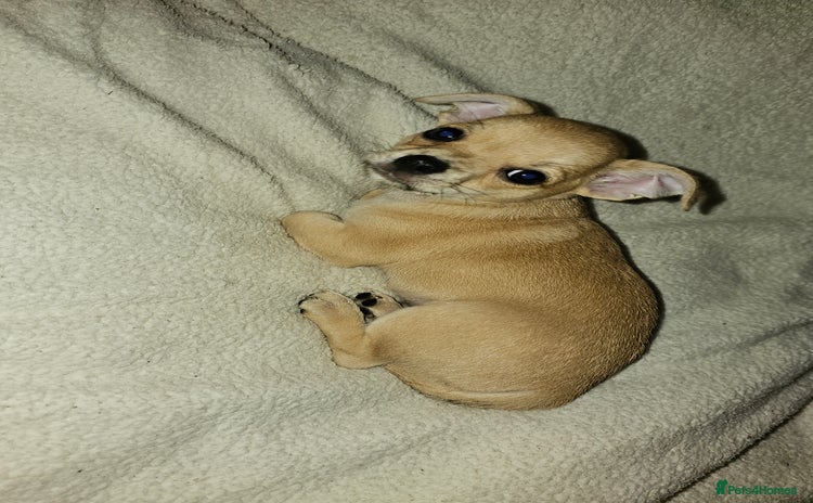Chihuahua dogs - Advert 11