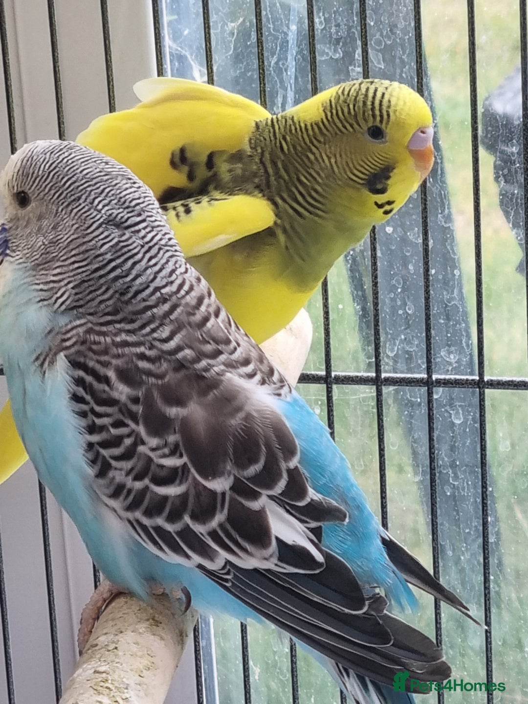 Budgerigars birds for sale: Baby budgies for sale . - Image 6