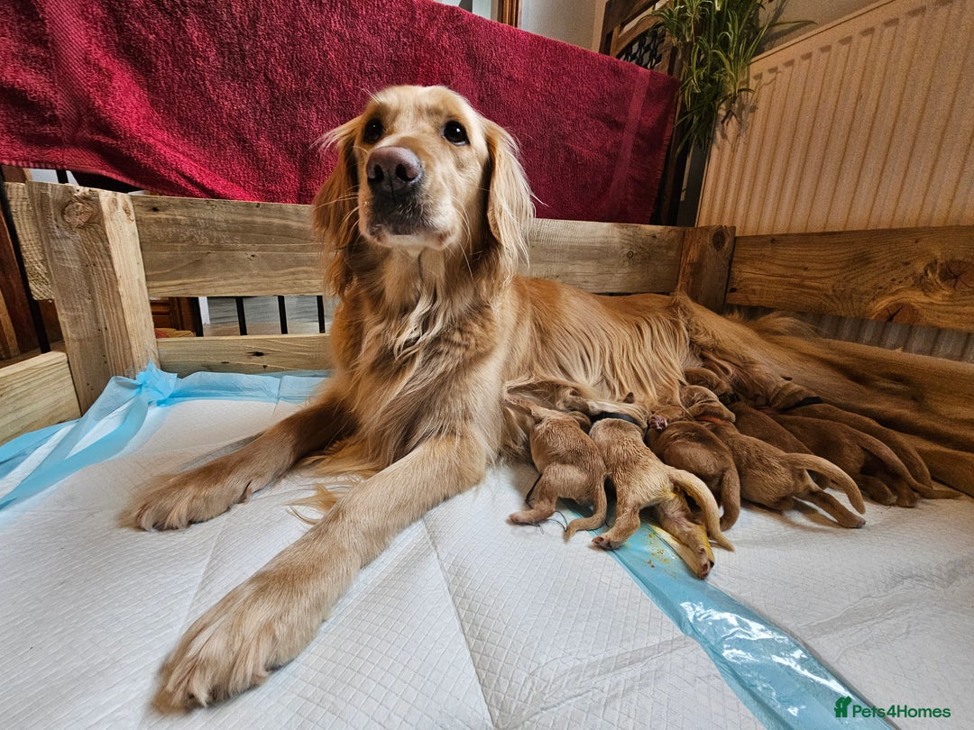 Golden Retriever dogs for sale: Golden Retriever Puppies for Sale - Advert 12
