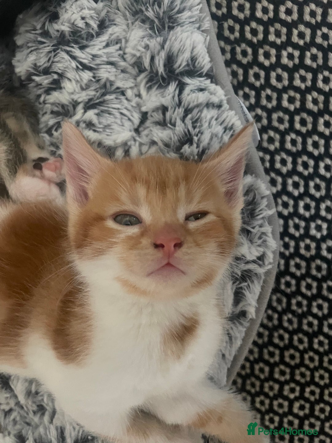 Mixed Breed cats for sale: 6 kittens for sale  - Image 27