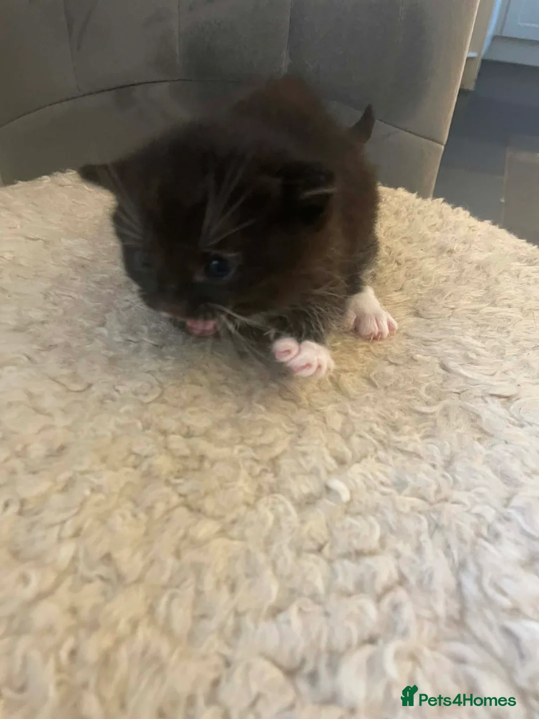 Bengal cats for sale: Part bengal kittens  - Advert 2