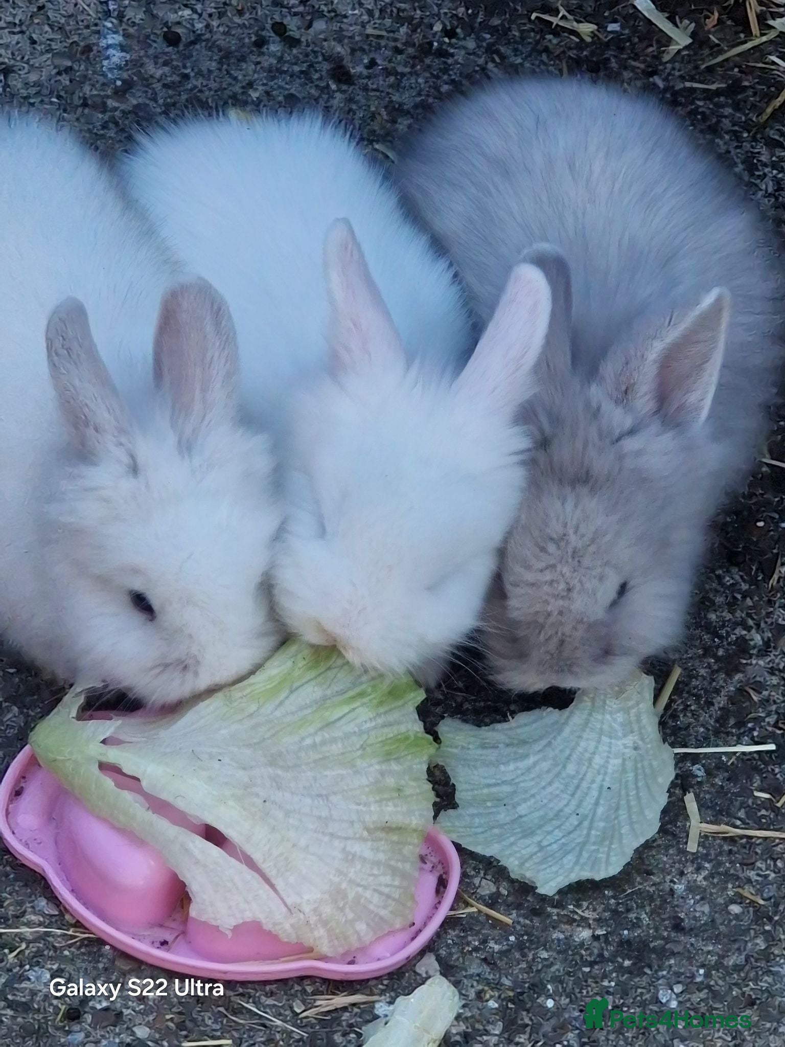 Lionhead rabbits Rabbits  - Advert 2