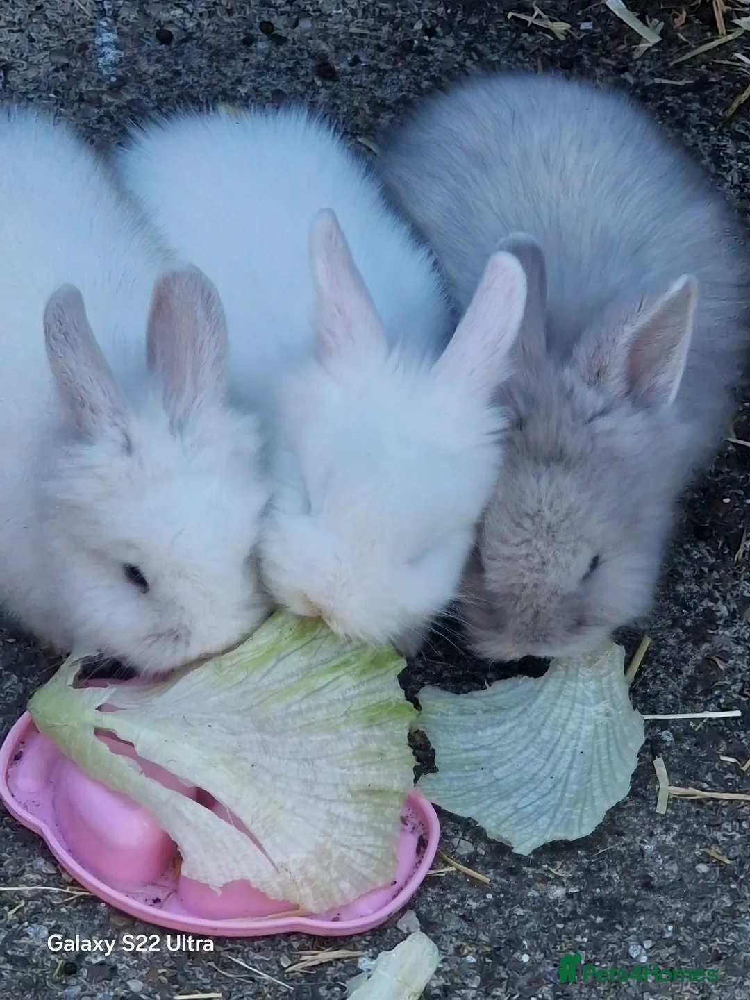 Lionhead rabbits for sale: Rabbits  - Advert 1