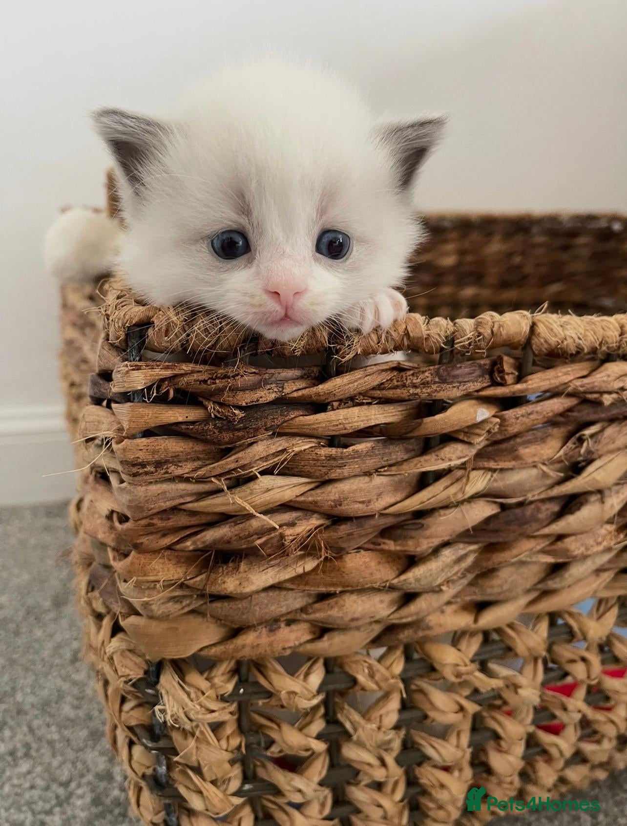 Ragdoll cats for sale: Child Friendly Ragdoll Kittens - Advert 2