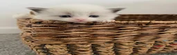 Ragdoll cats for sale: Child Friendly Ragdoll Kittens in Livingston - Advert 1