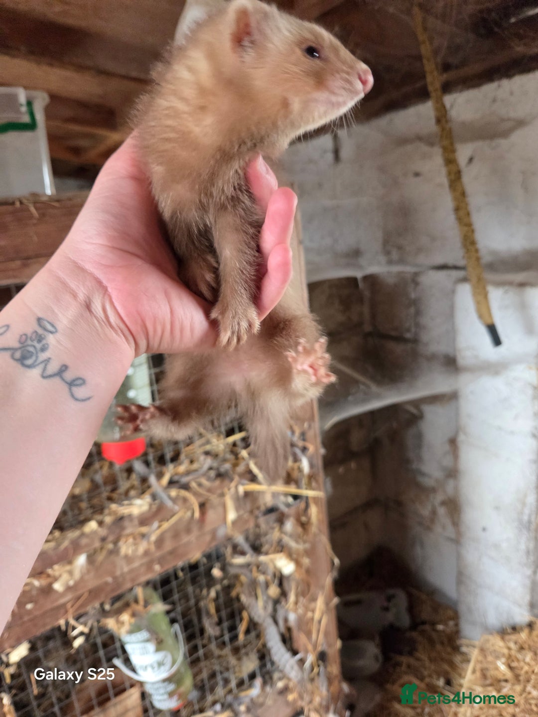 Ferret rodents for sale: 9 Ferrets for sale - Image 26
