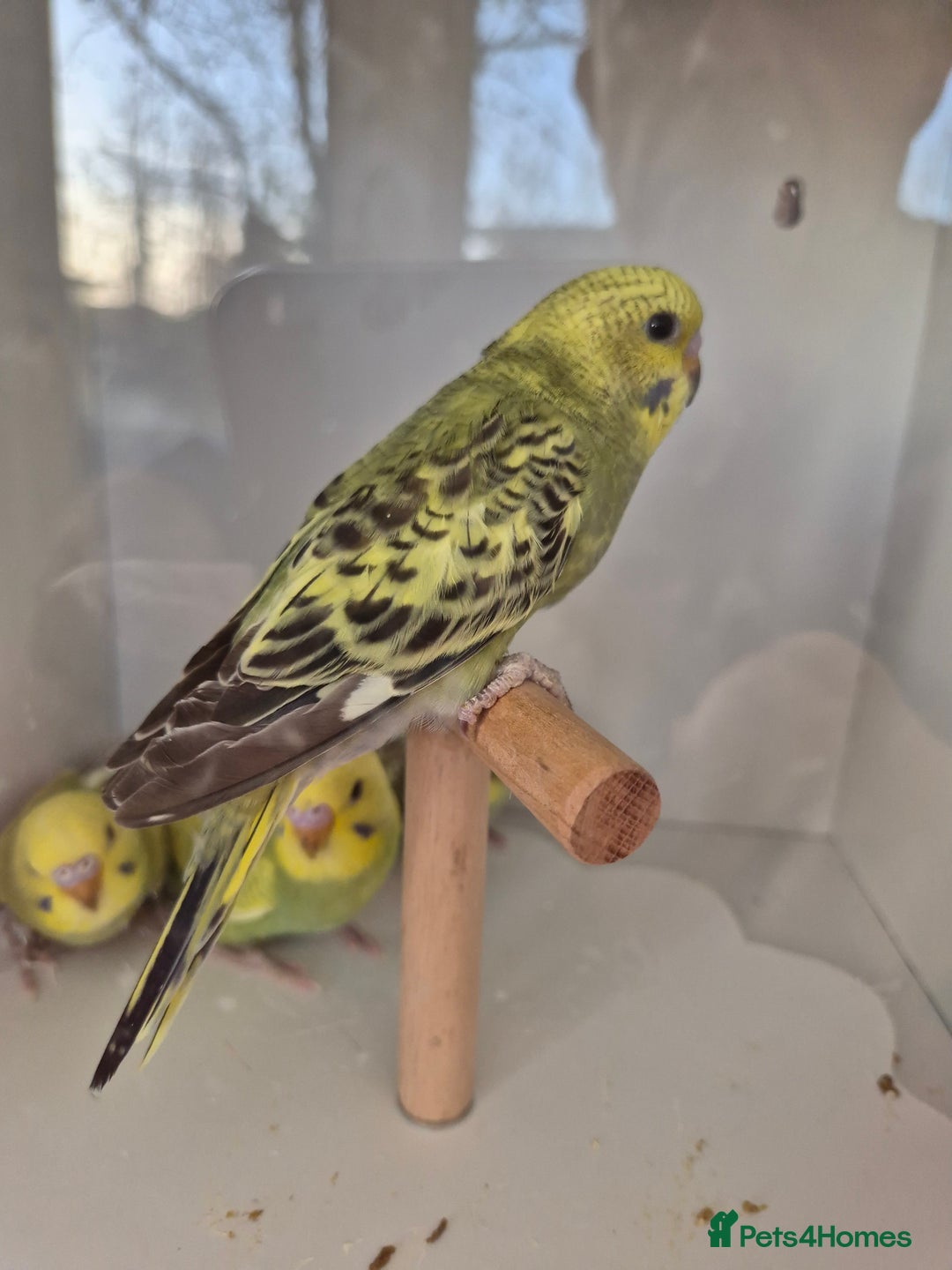 Budgerigars birds for sale: Baby Budgies - Advert 5