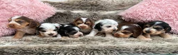 Cocker Spaniel dogs for sale: Stunning Show Cocker Spaniel puppies DNA tested - Advert 13