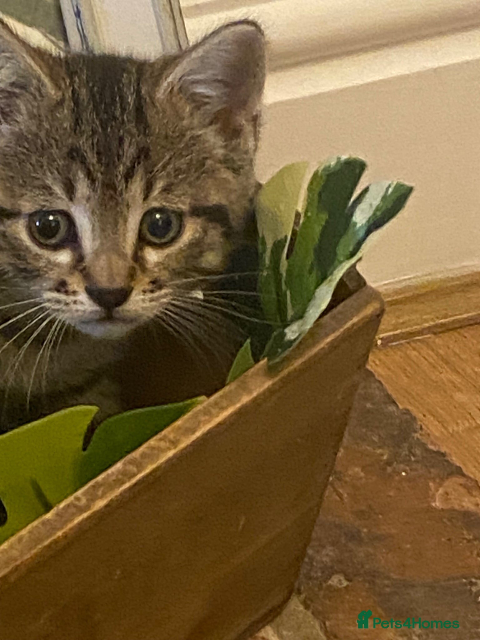 British Shorthair cats 3 beautiful kittens ready now - Advert 1