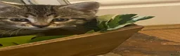 British Shorthair cats for sale: 3 beautiful kittens ready now - Advert 1