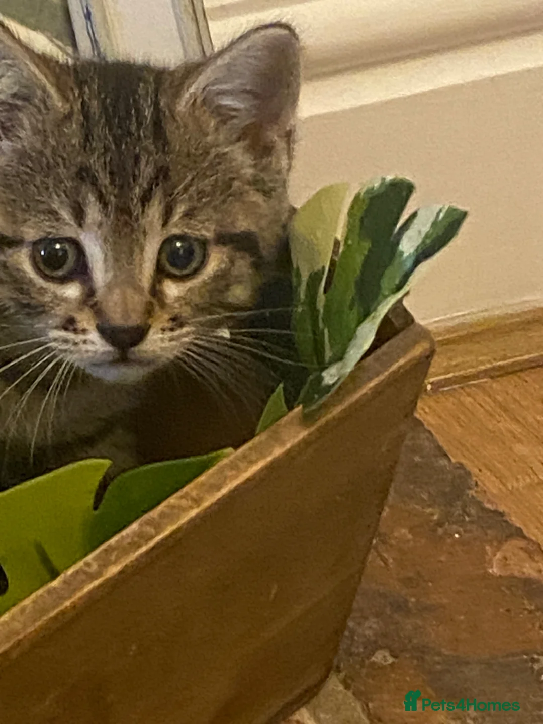 British Shorthair cats for sale: 3 beautiful kittens ready now - Advert 1
