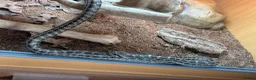 Rat Snake reptiles for sale: 4 Lined Rat Snake Male - Advert 4