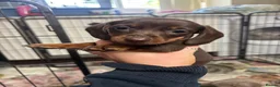 Miniature Dachshund dogs for sale: 2 girls left. Miniature Dachshund KC Puppies!  - Advert 2