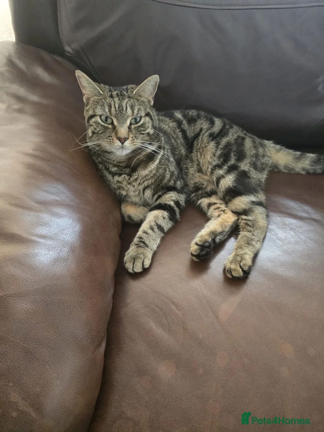 Domestic Shorthair cats for sale: luna  in Isleworth - Advert 1