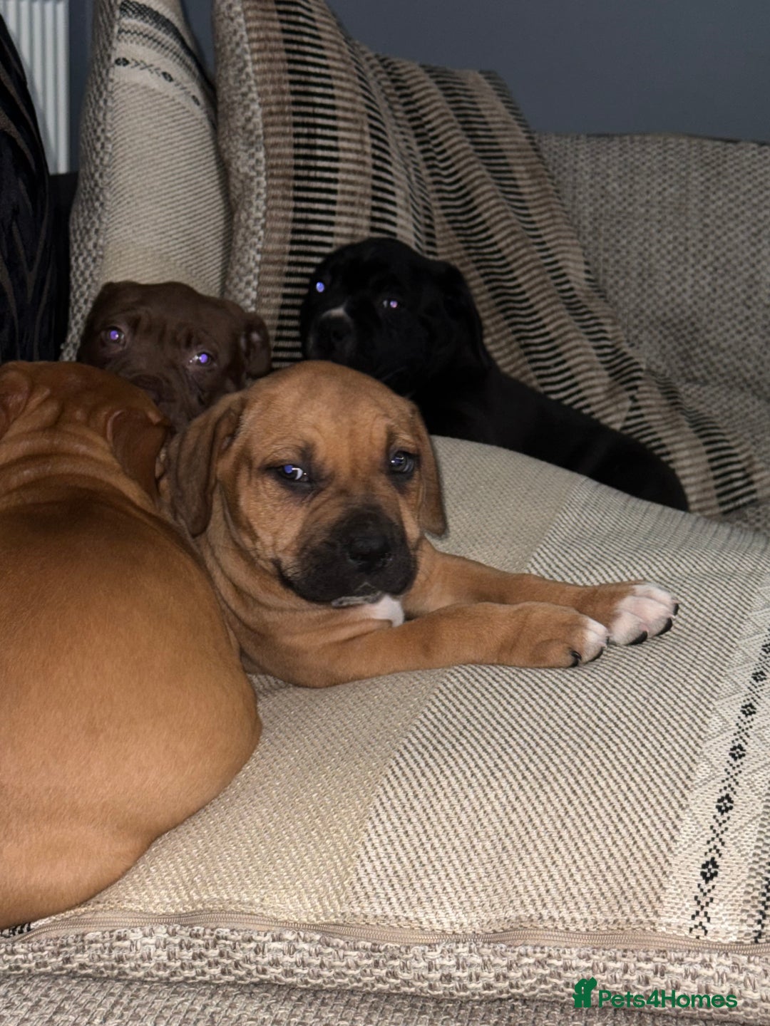 Mixed Breed dogs for sale: Ddb x cane corso - Advert 12