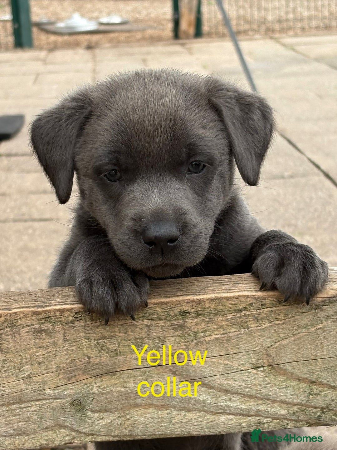 Labrador Retriever dogs for sale: Beautiful Silver & Charcoal KC Labs - Image 8