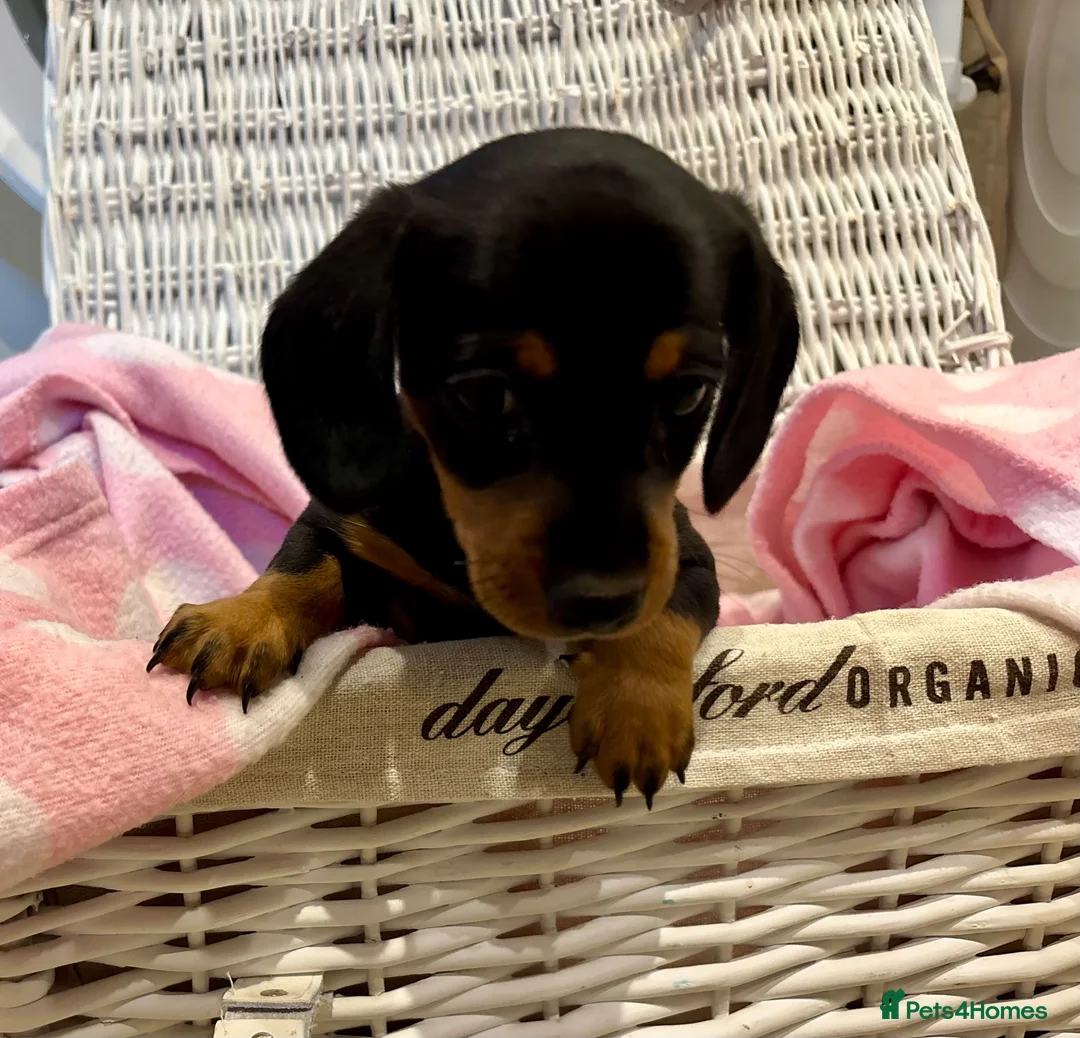 Miniature Dachshund dogs for sale: Beautiful Miniature Dachshunds - 2 boys left - Advert 2