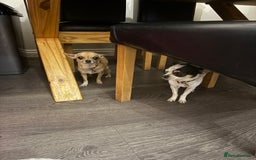 Chihuahua dogs for sale: Chihuahuas for sale  - Image 10