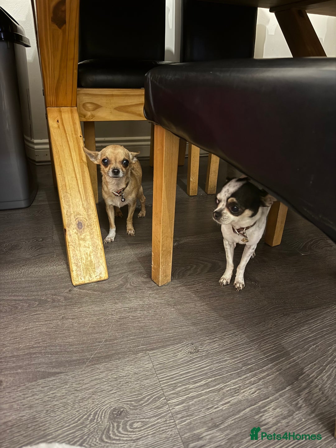 Chihuahua dogs for sale: Chihuahuas for sale  - Image 10