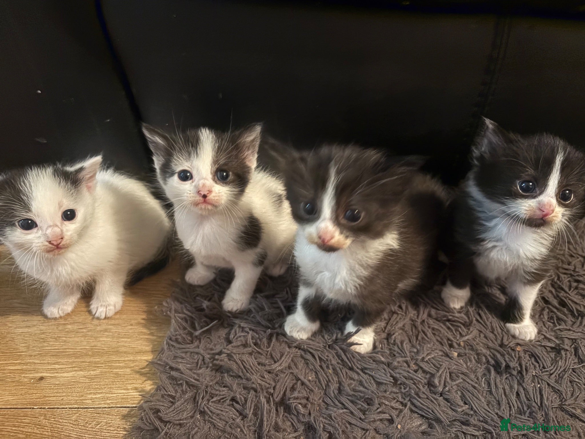 Domestic Shorthair cats 5 beautiful kittens for sale - Advert 2