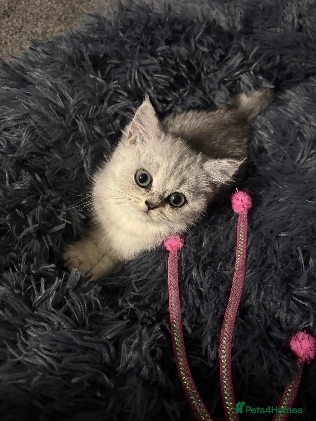 British Shorthair cats for sale: Persian X British short hair silver boy - Image 1