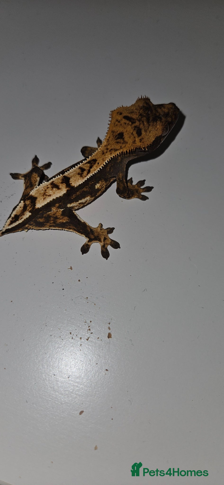 Gecko reptiles Male frogbutt gecko - Advert 5