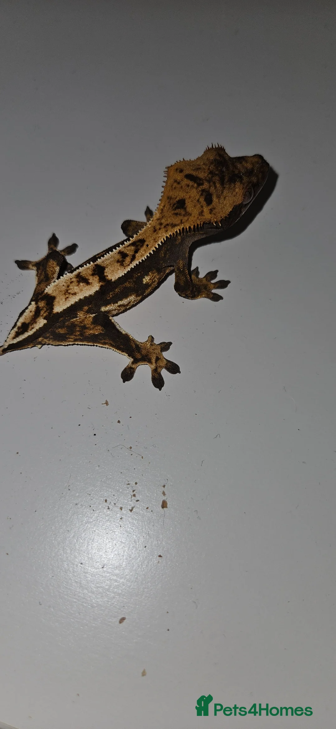 Gecko reptiles for sale: Male frogbutt gecko - Advert 1