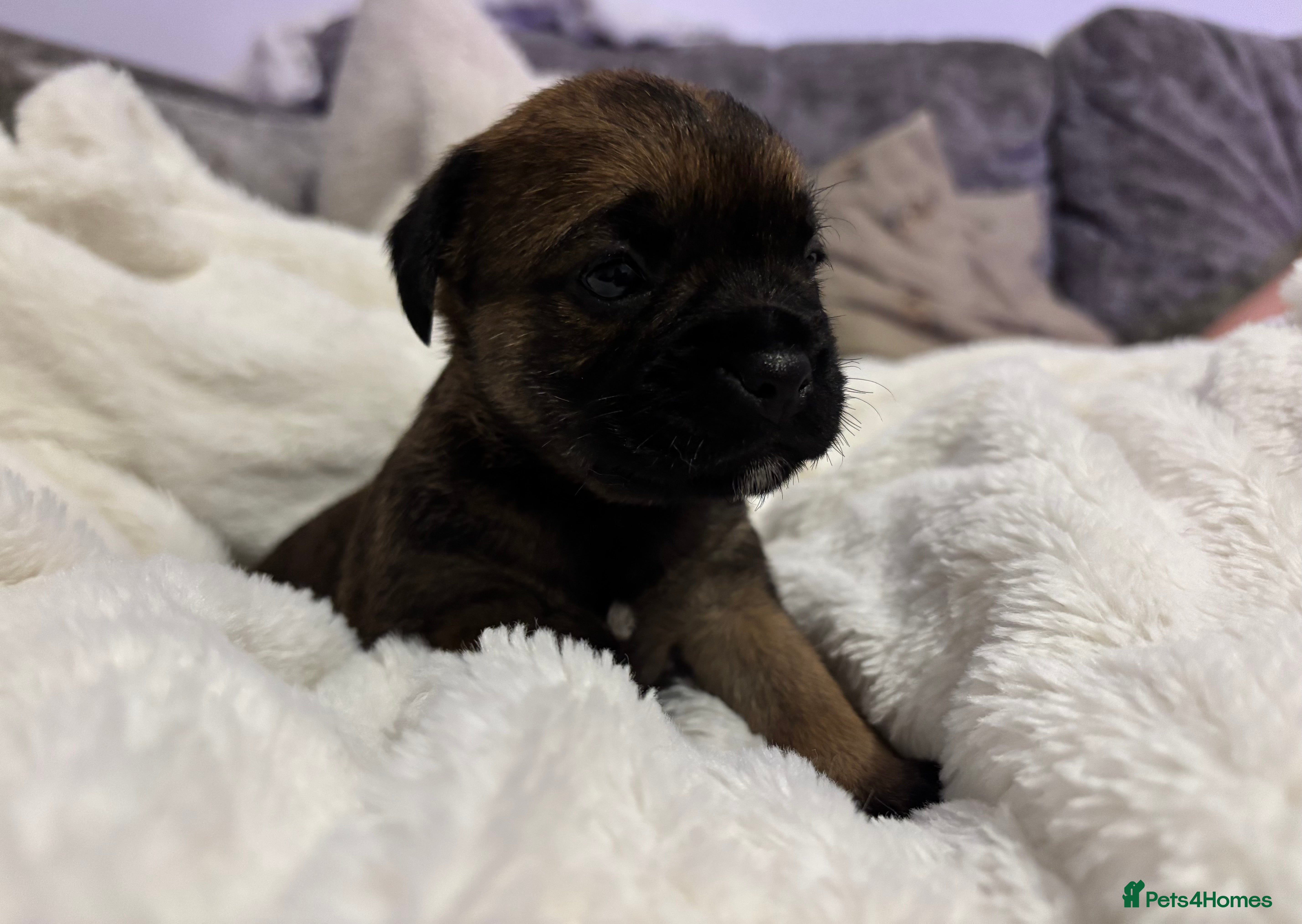Border Terrier dogs 6 beautiful Border Terrier Puppies for sale - Advert 4