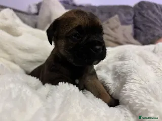 Border Terrier dogs 6 beautiful Border Terrier Puppies for sale - Advert 14