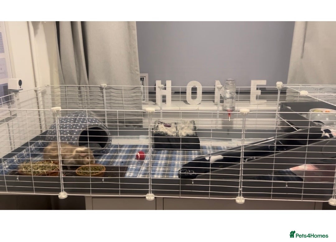 Guinea Pig rodents for sale: 2 boy guinea pigs with 3 cages and accessories - Advert 3