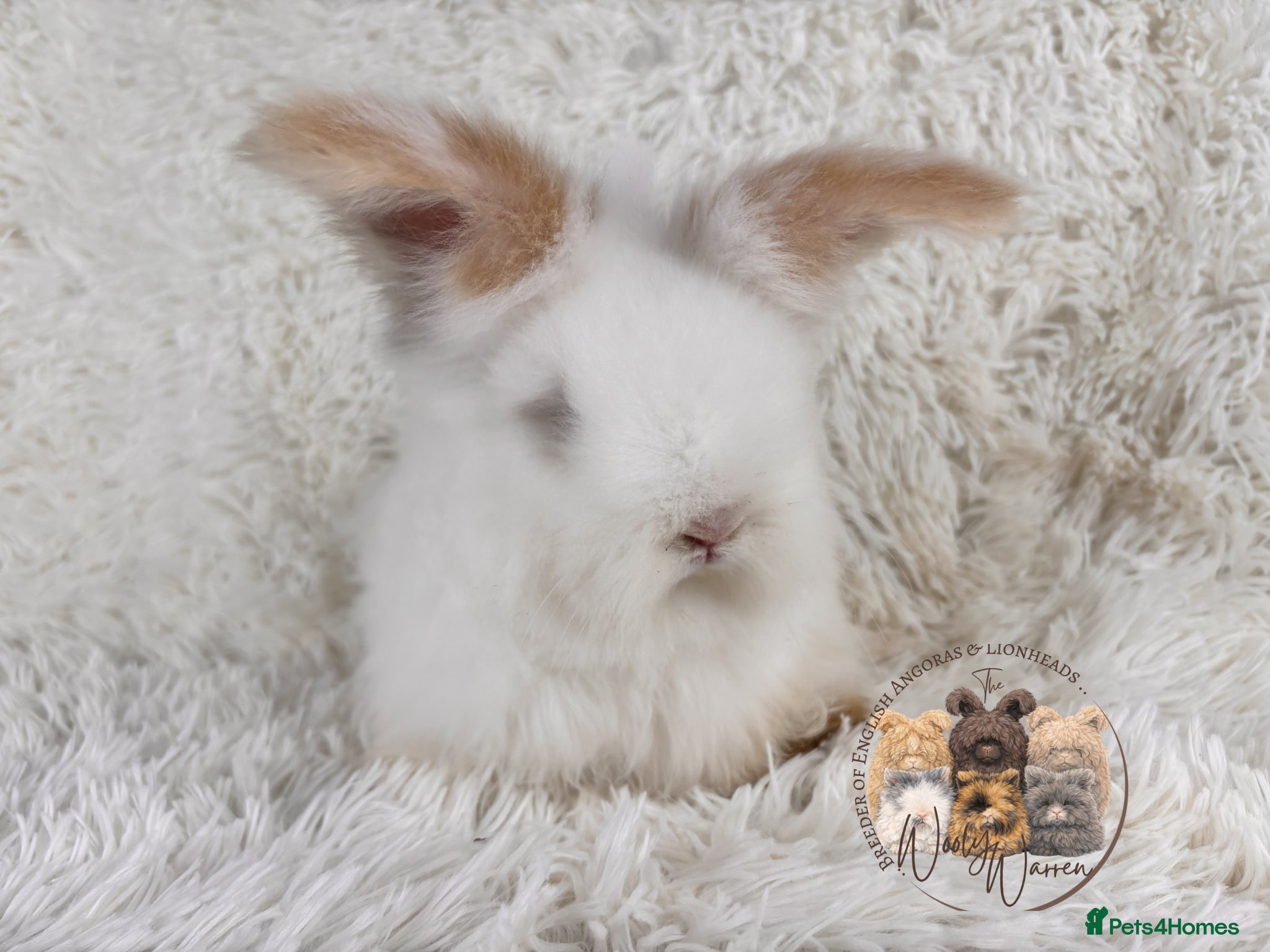 Angora rabbits 🤍🧡 Fully Vaccinated Pedigree Angoras 🤍🧡 - Advert 6