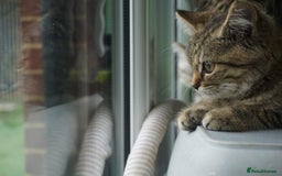 Persian cats for sale: ADORABLE RUSSIAN BLUE X PERSIAN KITTENS - Image 22