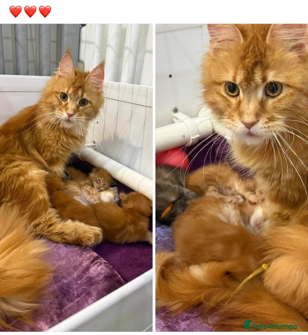 Maine Coon cats for sale: Maine Coon kittens - Advert 1