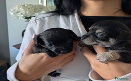 Chipoo dogs for sale: Health tested, non shed chipoos - Image 1