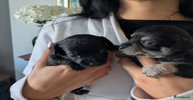 Chipoo dogs - Advert 4