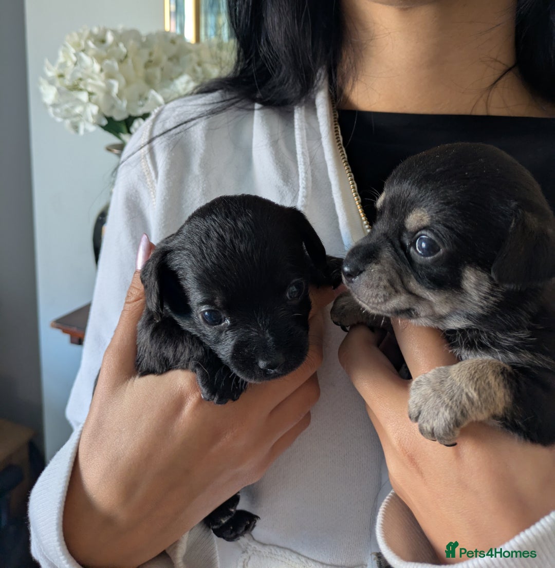 Chipoo dogs for sale: Health tested, non shed chipoos - Image 1