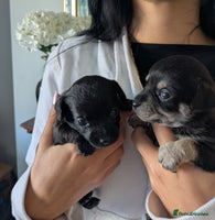 Chipoo dogs - Advert 14