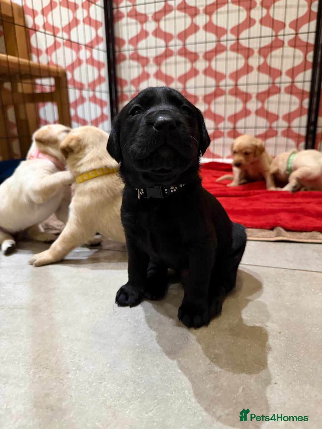 Labrador Retriever dogs for sale: Only 2 golden girls left! Ready for forever homes! - Advert 29