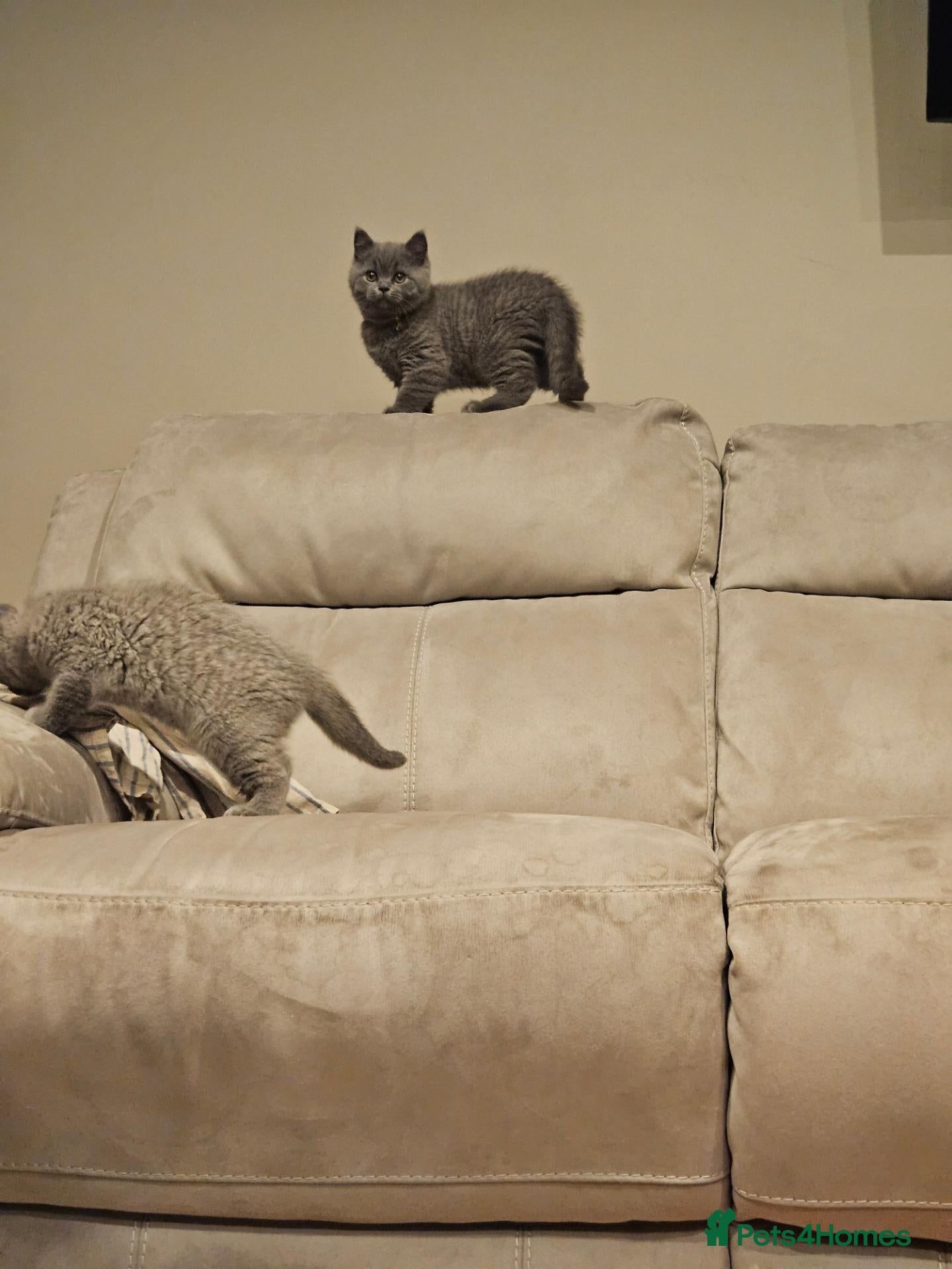British Shorthair cats Pure Blue British Shorthair Kittens  - Advert 1