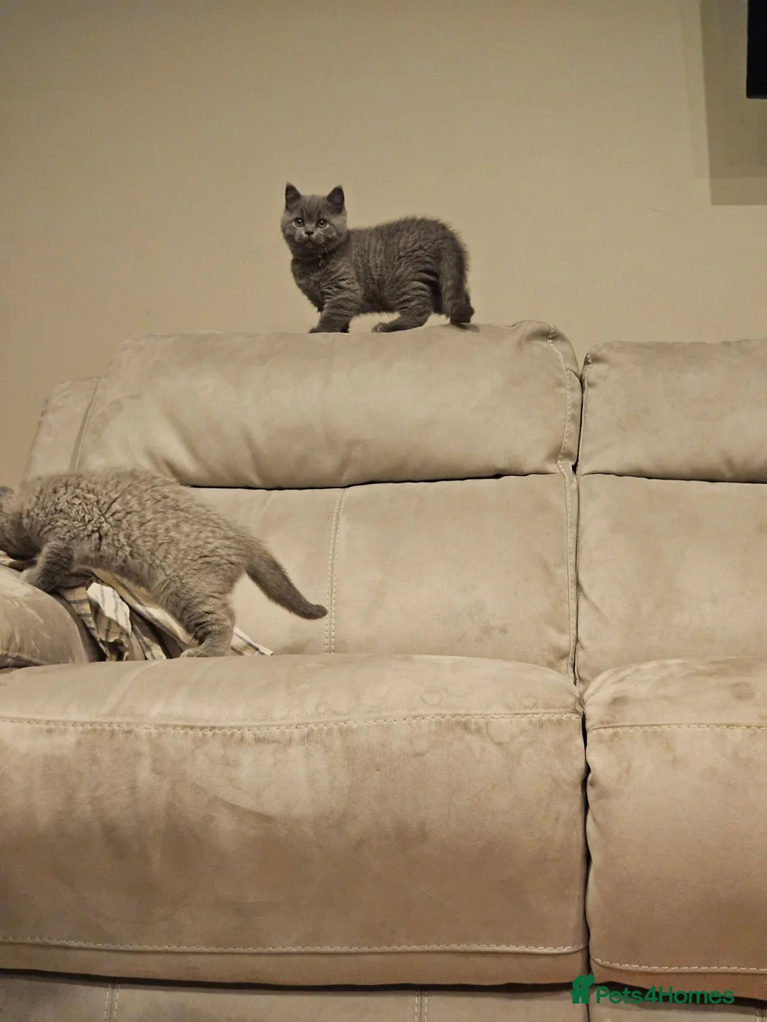 British Shorthair cats for sale: Pure Blue British Shorthair Kittens  - Advert 1