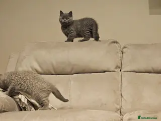 British Shorthair cats Pure Blue British Shorthair Kittens - Advert 1
