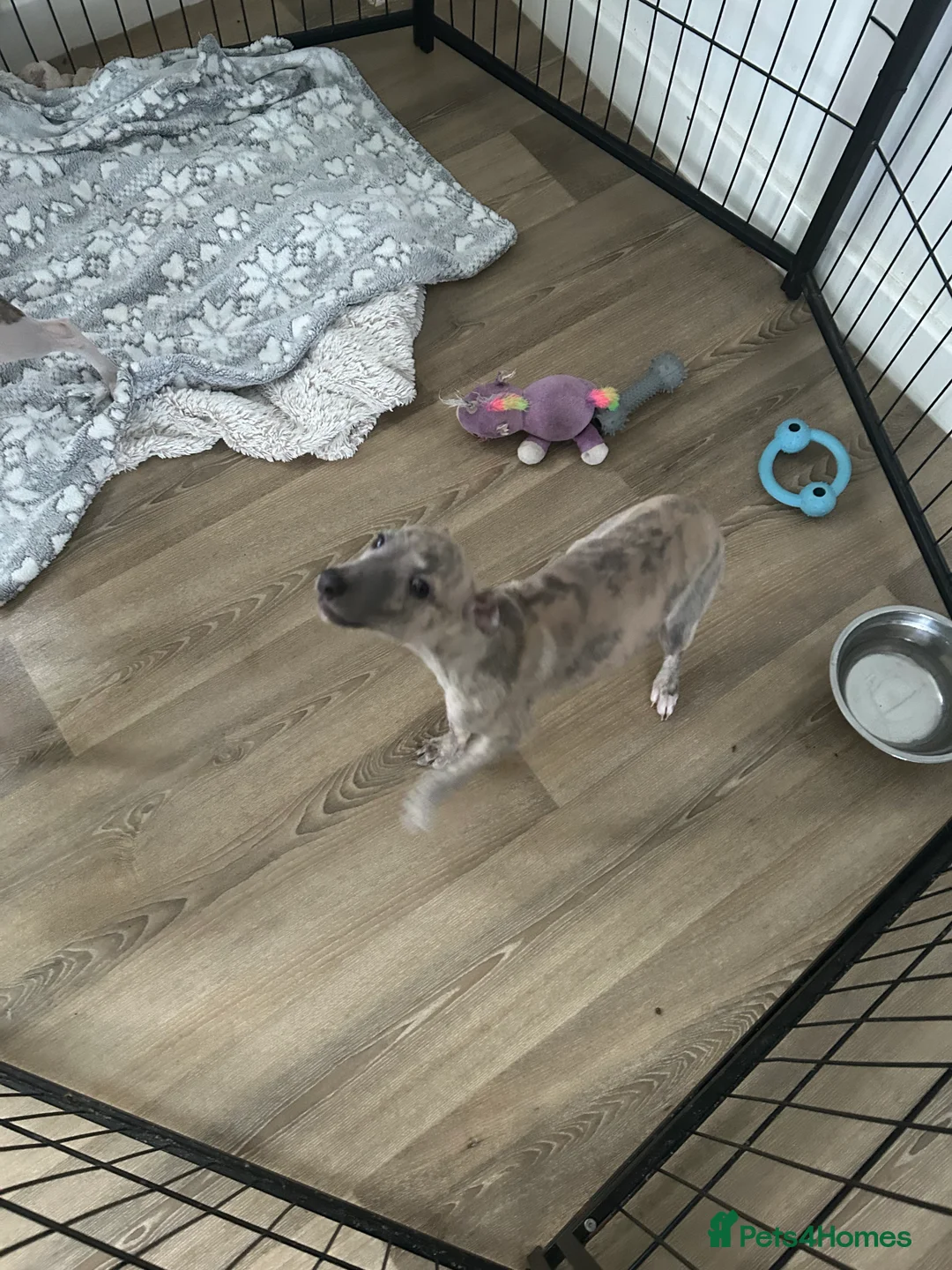 Mixed Breed dogs for sale: Beautiful Italian Greyhounds last little boy  - Advert 7