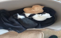 Jack Russell dogs for sale: Jack Russell puppies for sale - Image 2